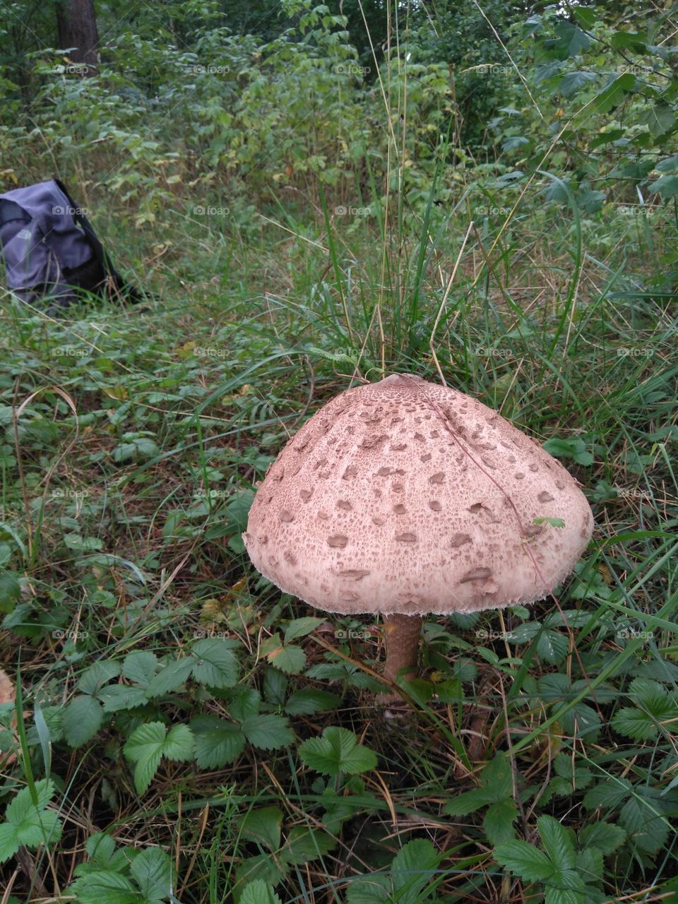 big mushroom growing in the ground