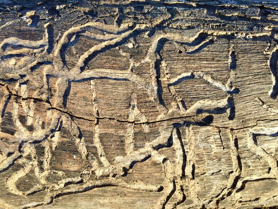 Closeup detail of Insect damage under the bark of a cut log