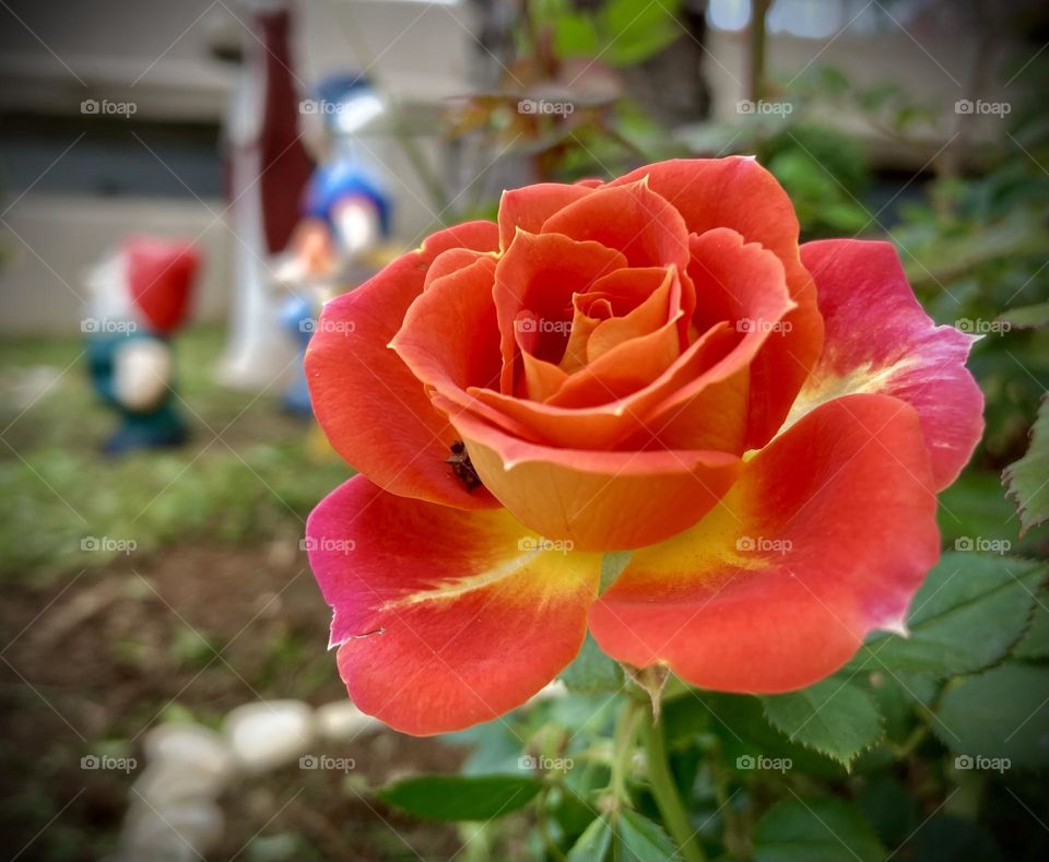 🌹 🇺🇸 Very beautiful flowers to brighten our day.  Live nature and its beauty. Did you like the delicate petals? / 🇧🇷 Flores muito bonitas para alegrar nosso dia. Viva a natureza e sua beleza. Gostaram das pétalas delicadas? 