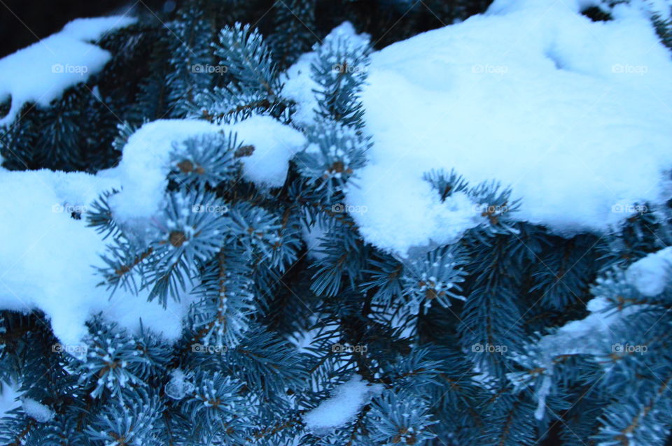 Snow, winter, blue spruce, needles, tree,
