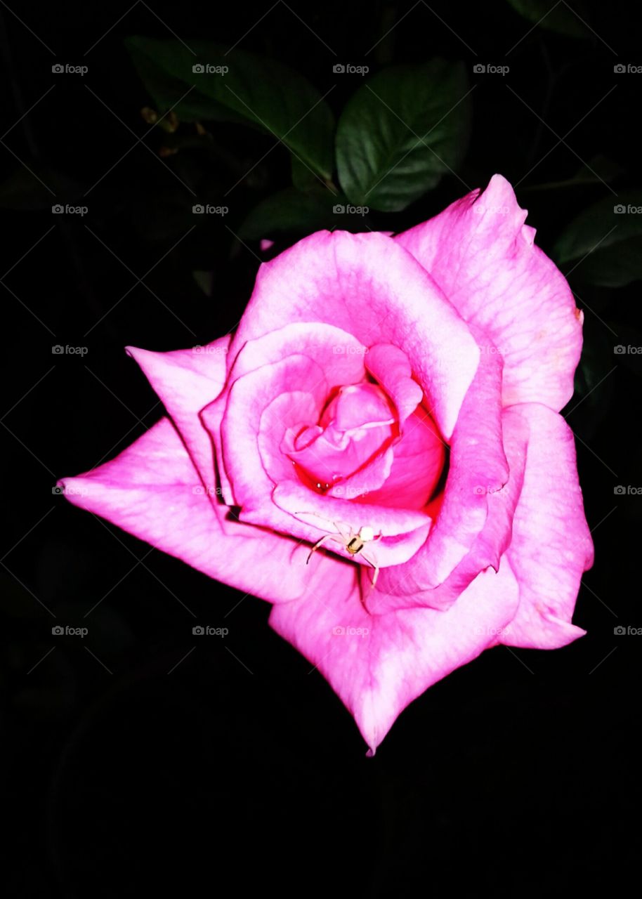 rose flower