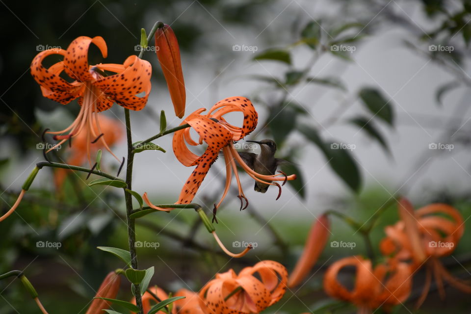 hummingbird looking into lily