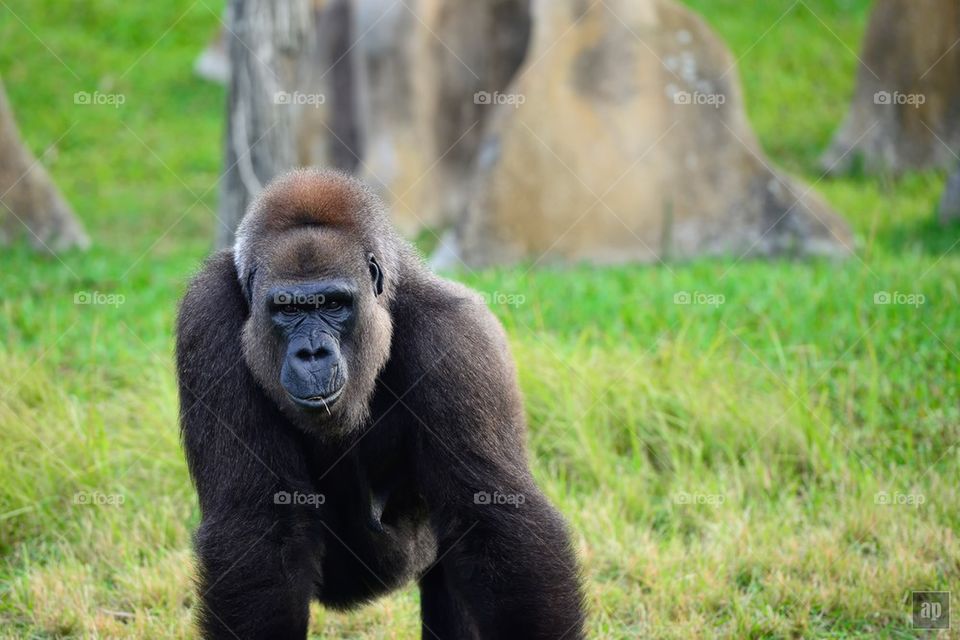 Gorilla 