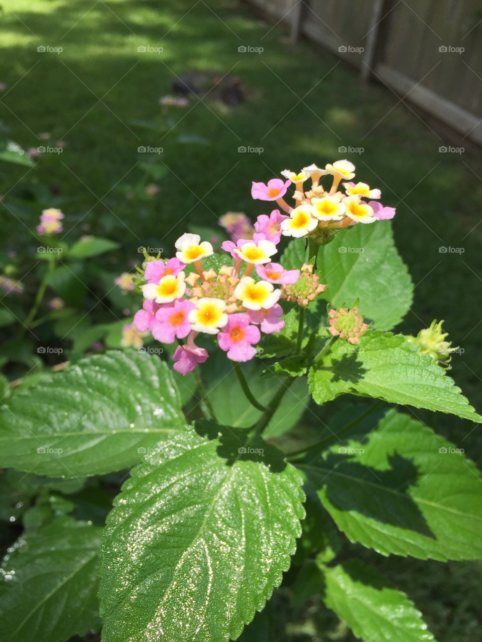 Lantana