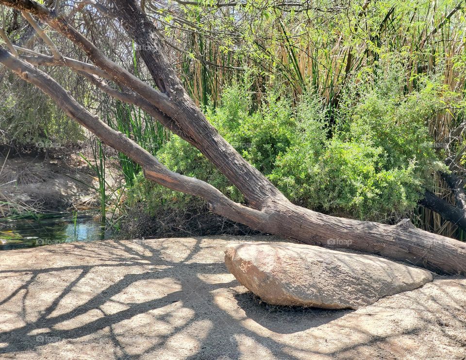 Horizontal Tree by the Creek