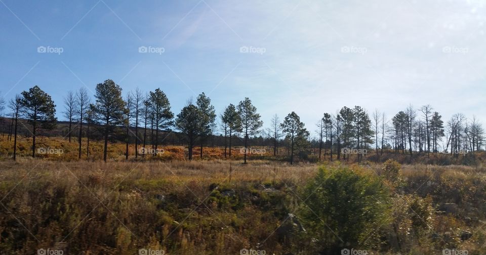 Line of Tall Trees, Yellow Grasses and Clear Sky