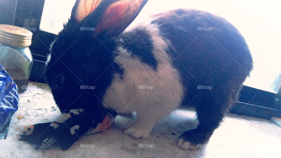 UP India rabbit name Gugu Prasad