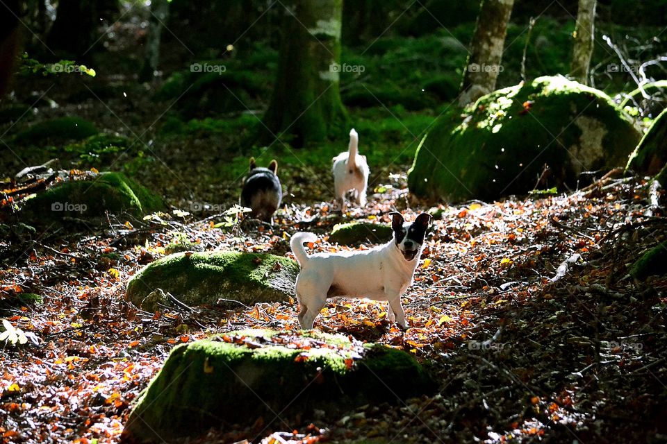 Dogs in the forest