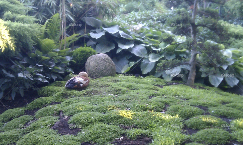 A duck sleeping in the moss