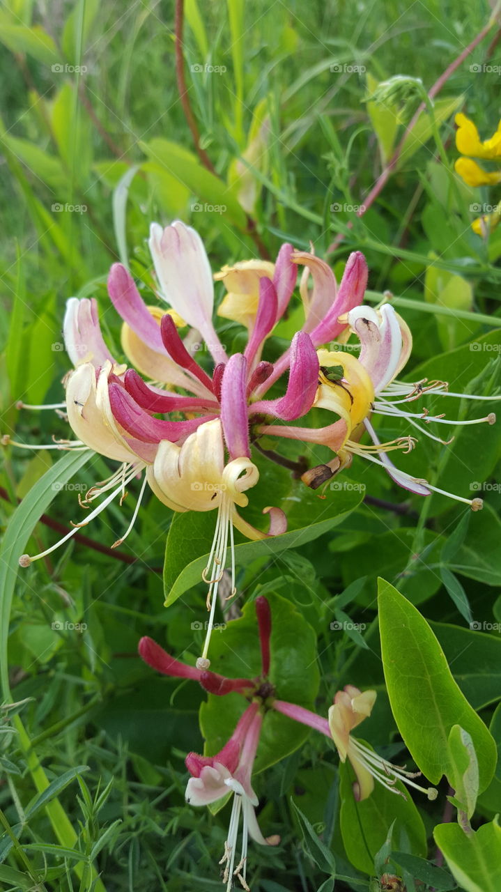 honeysuckle