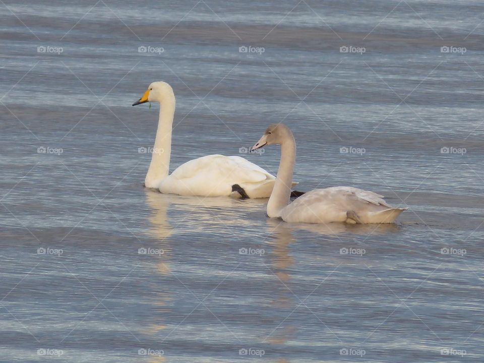 Swans