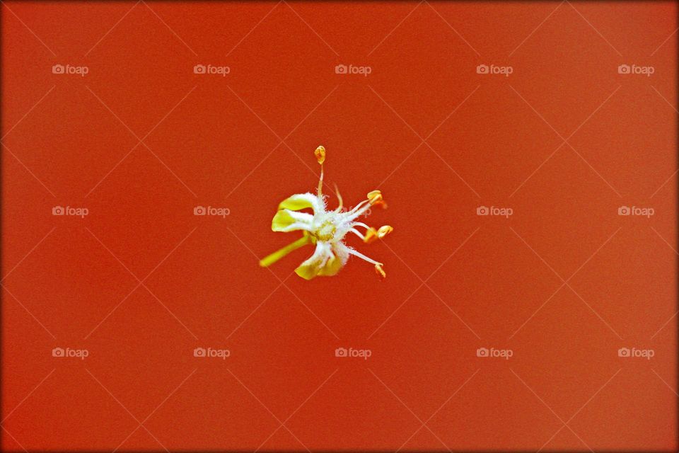 Small flower blossoming close up shooting wildlife beautiful nature therapy amazing naturalism macro microcosmos super friendly staff lovely beings colorful eye-catching trippy flowering on air