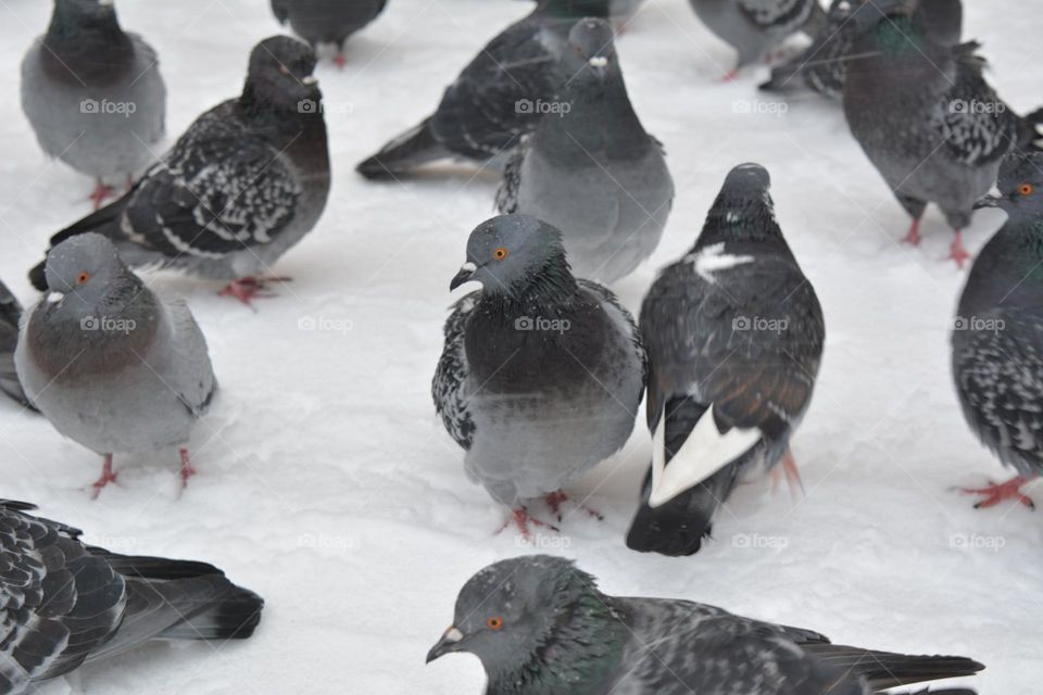 birds doves on a snowy street