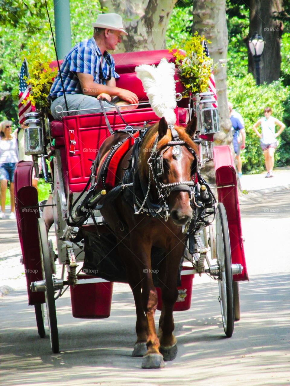 Horse & Buggy Central