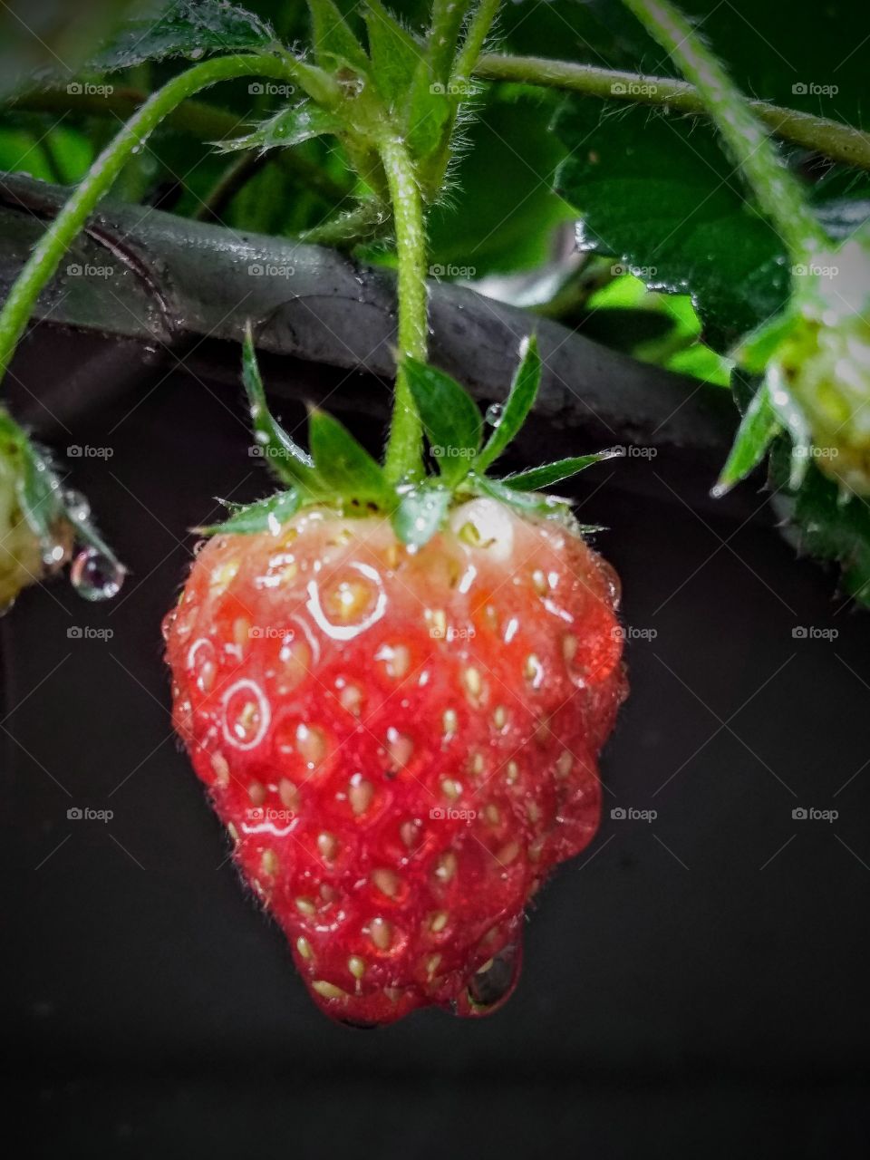 Small strawberry.../ Wet strawberry.../water drop.../ Moranguinho/ Morango molhado/ Gota d'água...