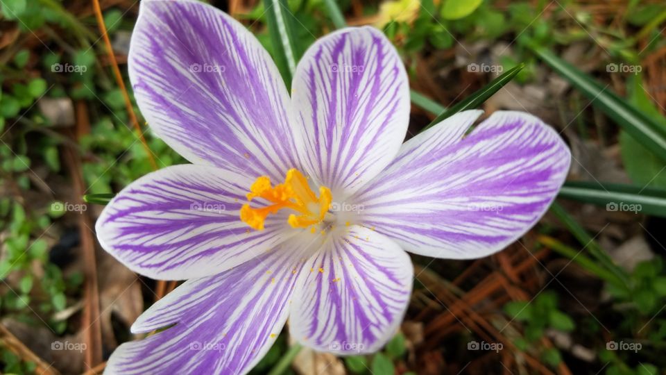 purple striped snow crocus