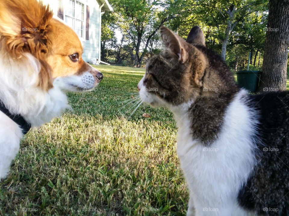 Face to Face Dog and Cat
