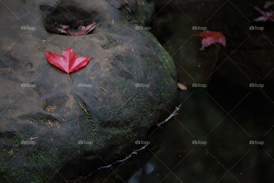 Red maple leaf on the stone