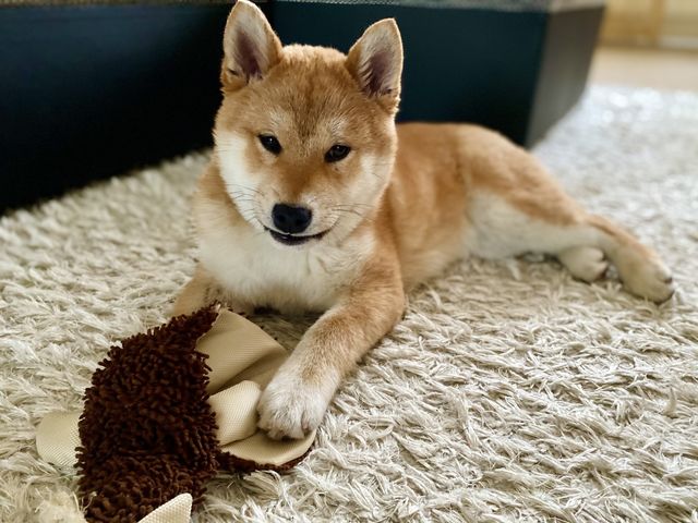 Shiba inu pappy 