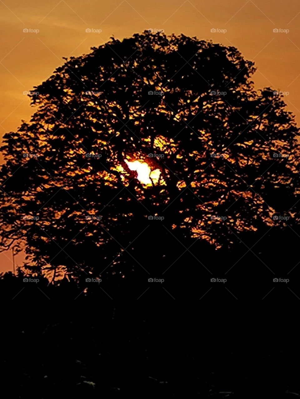 Sunset in the tree