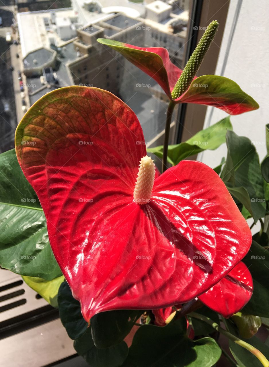 Close-up of anthurium plant