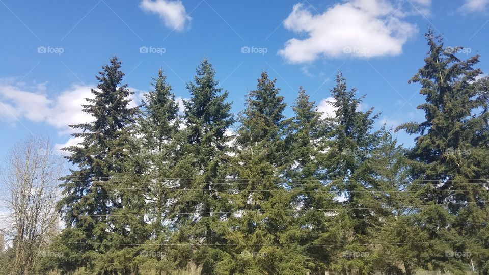 A picture of the trees and skies above Bellevue, Washington, 2017. Somehow managed to take it on a bus.