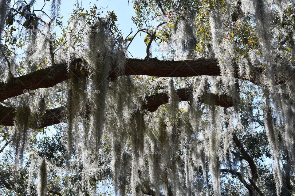 Southern Tree, Tavares, Florida