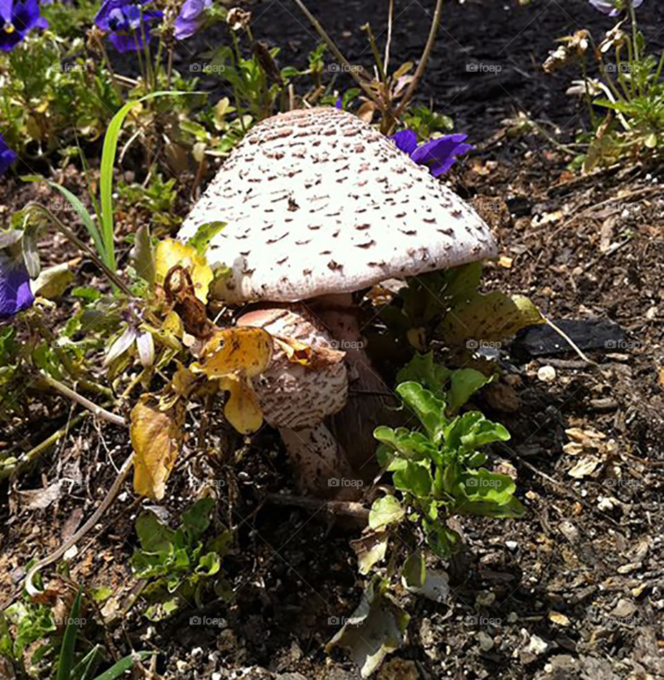 Closeup of a mushroom with smaller plants around it. 
