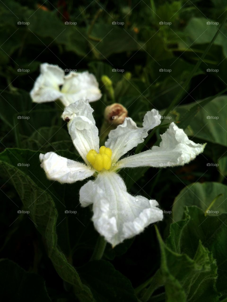Flower image