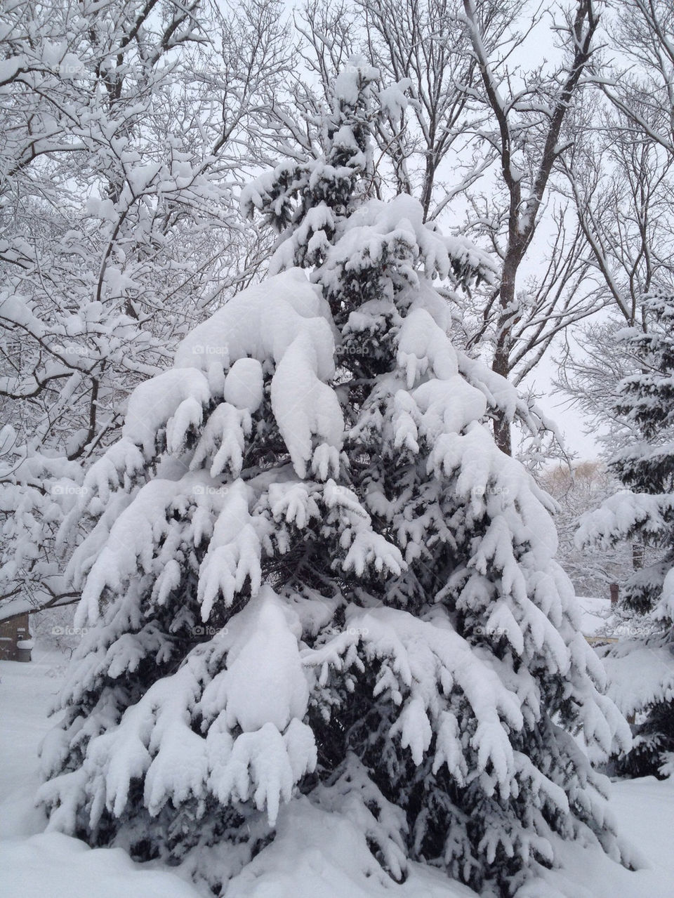 snow winter white tree by maryannesh