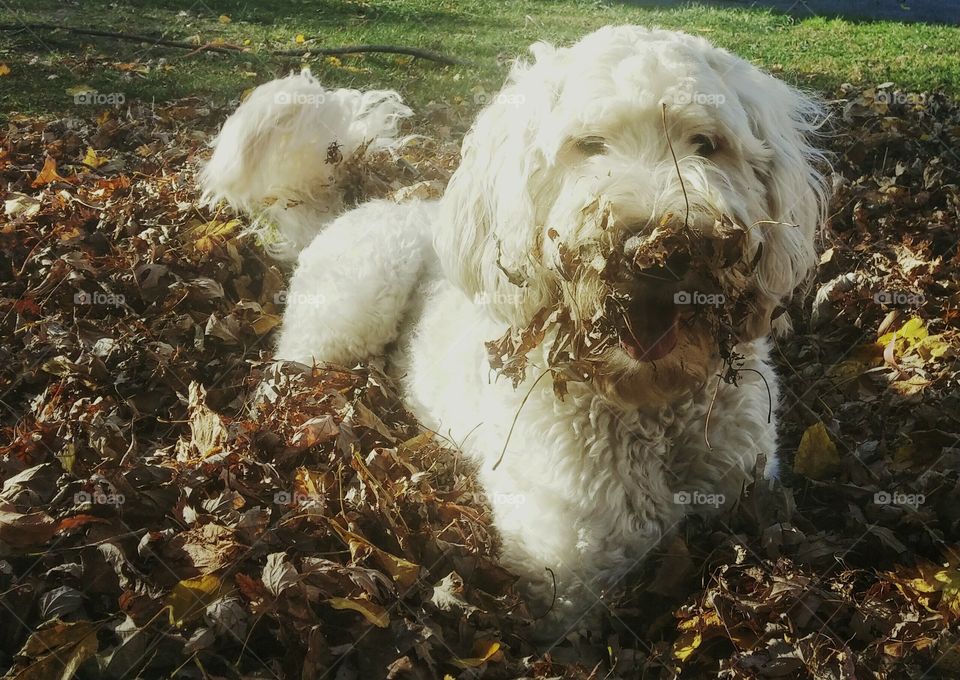 Fun in leaves