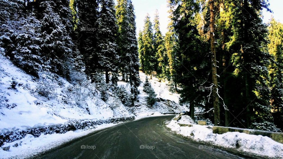 snow way through pinewood