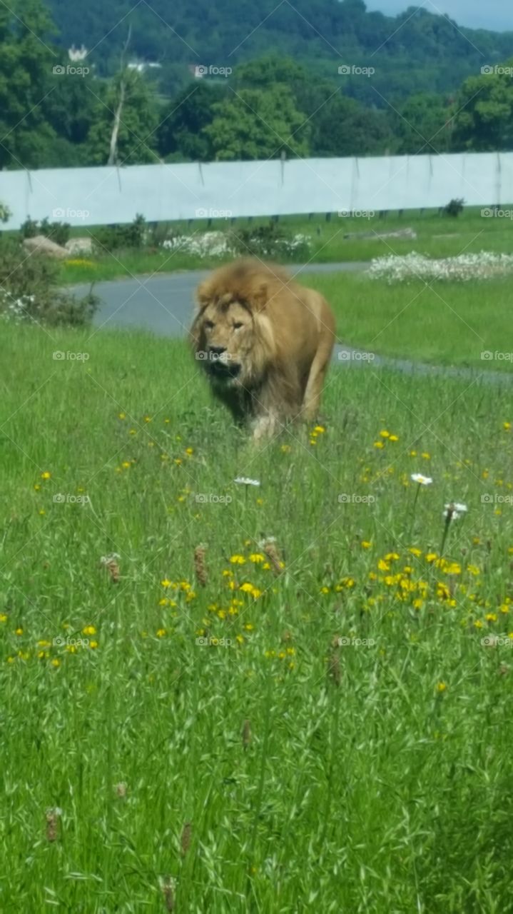 Lion prowling around at west midlands safari park zoo