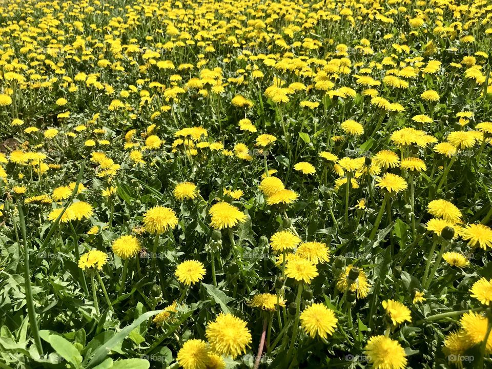 Dandelion fields 