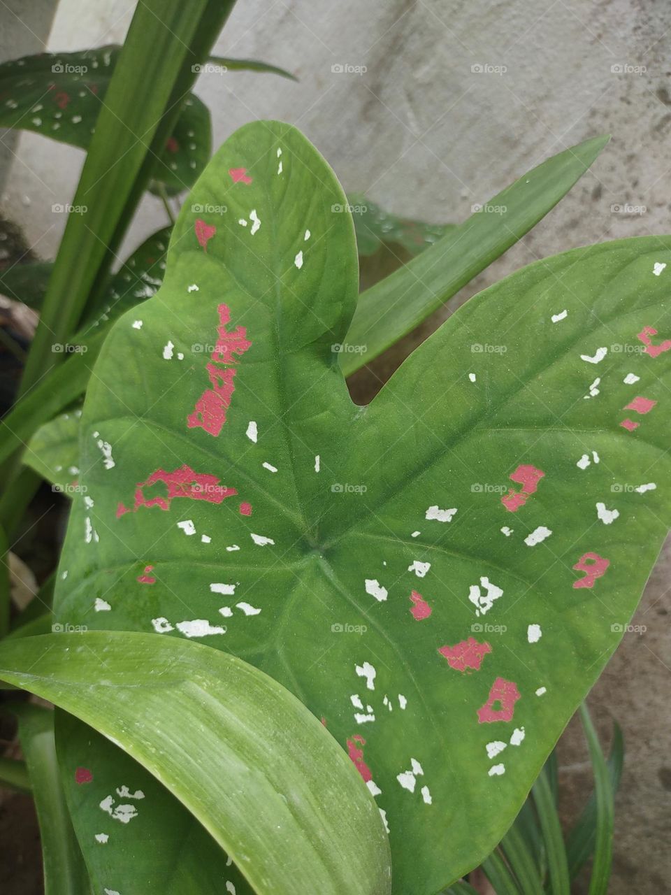 Nature clicks : Crotons and lilies