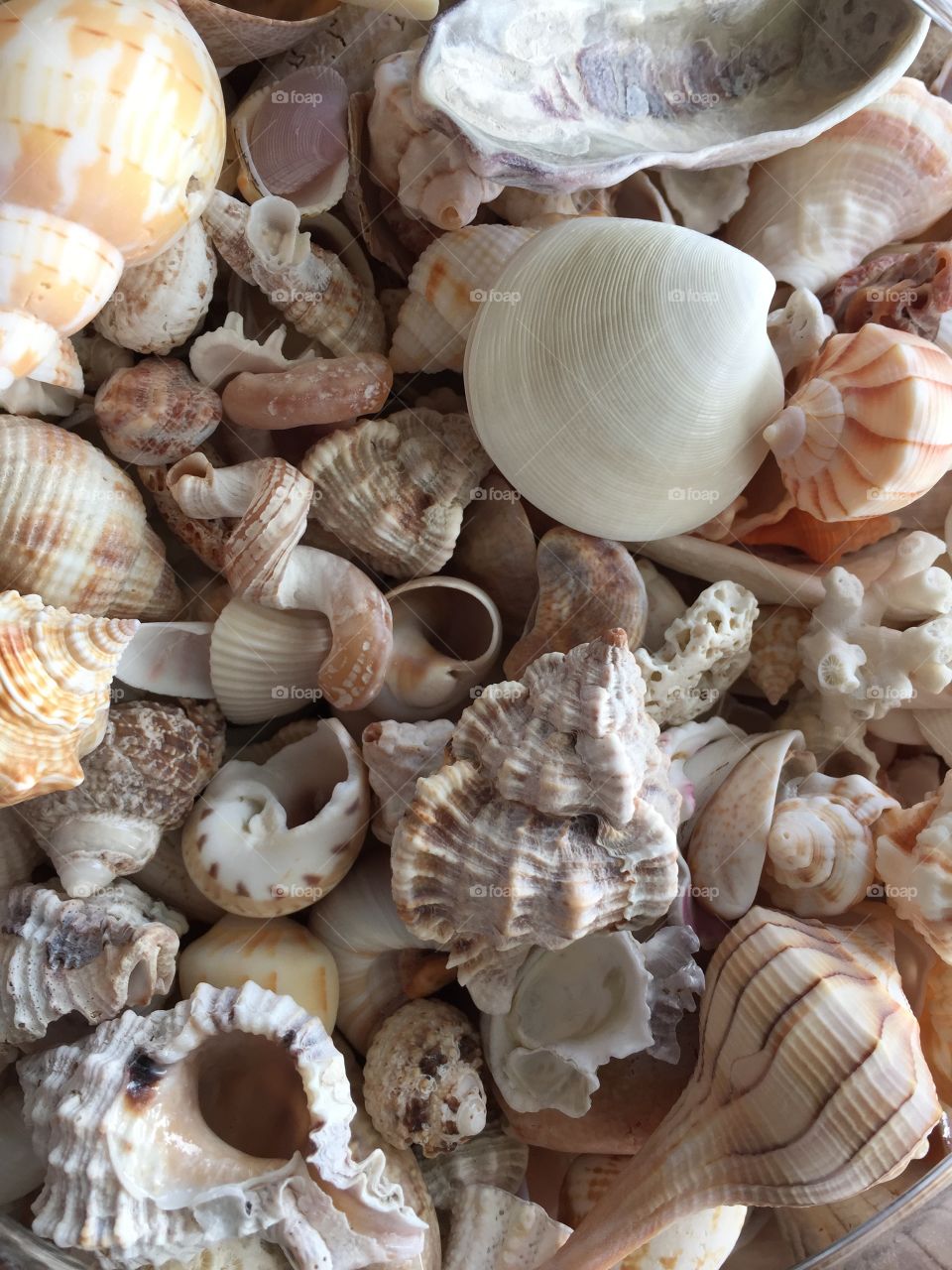 Sanibel Island sea shell collection