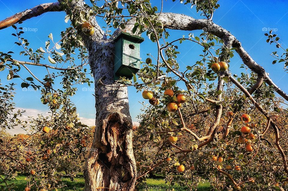 Apple tree