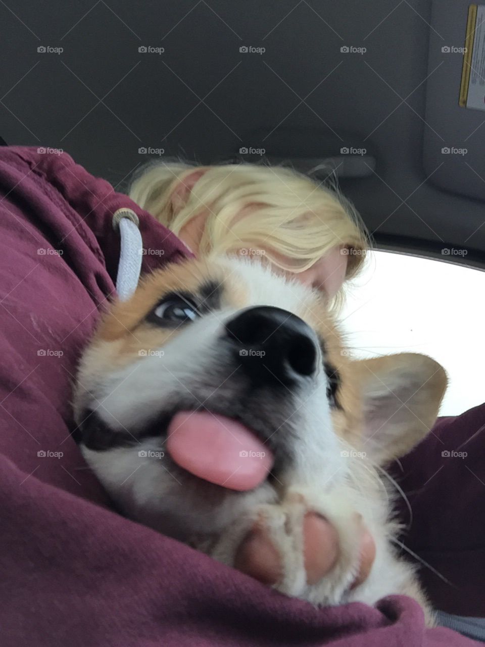 Corgi younger derp 