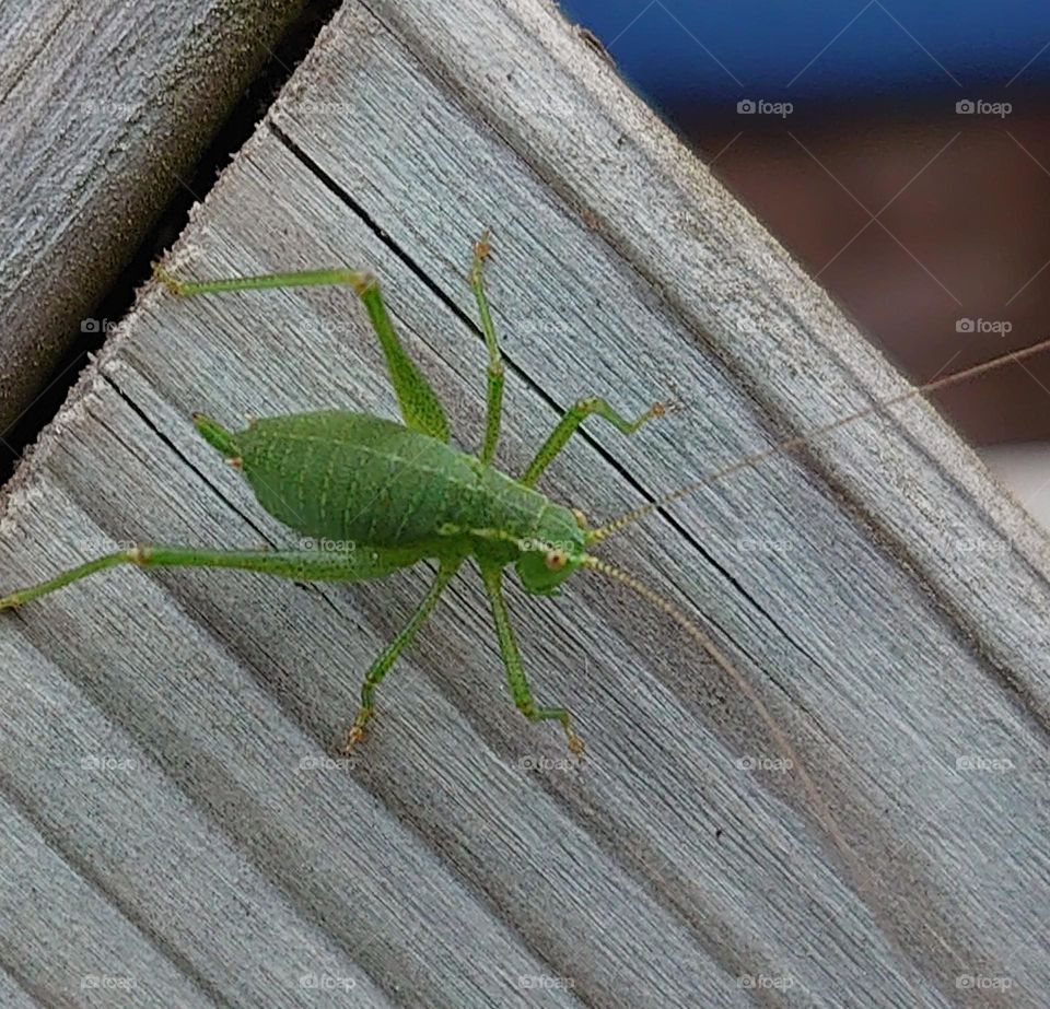 Grasshopper in the backyard