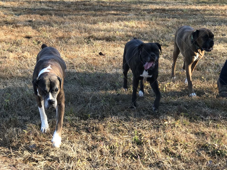 Leash free walks around our 7 acre property 