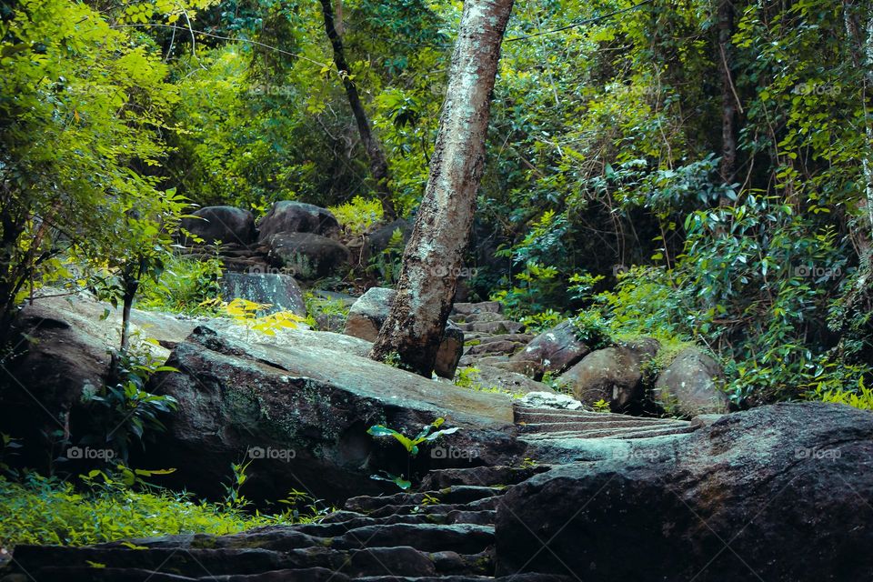 Jungle exploring adventure