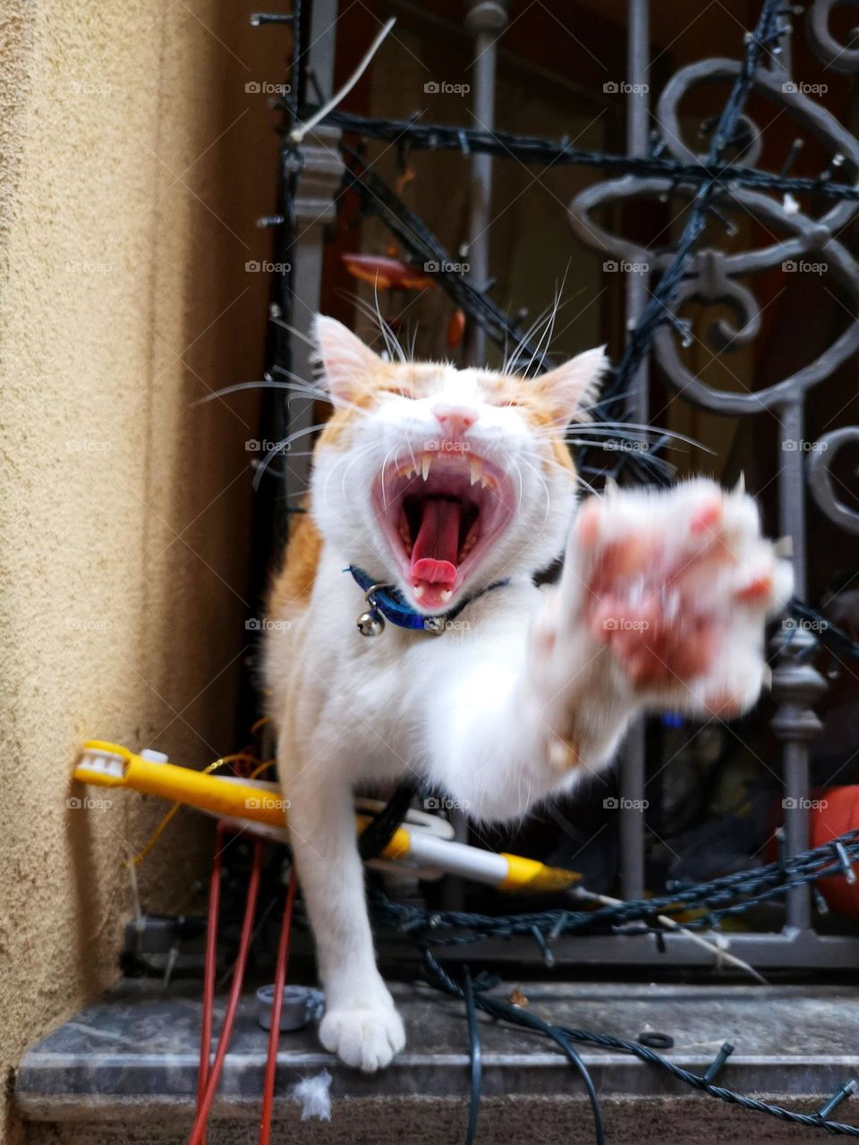 angry cat yells to make his point heard