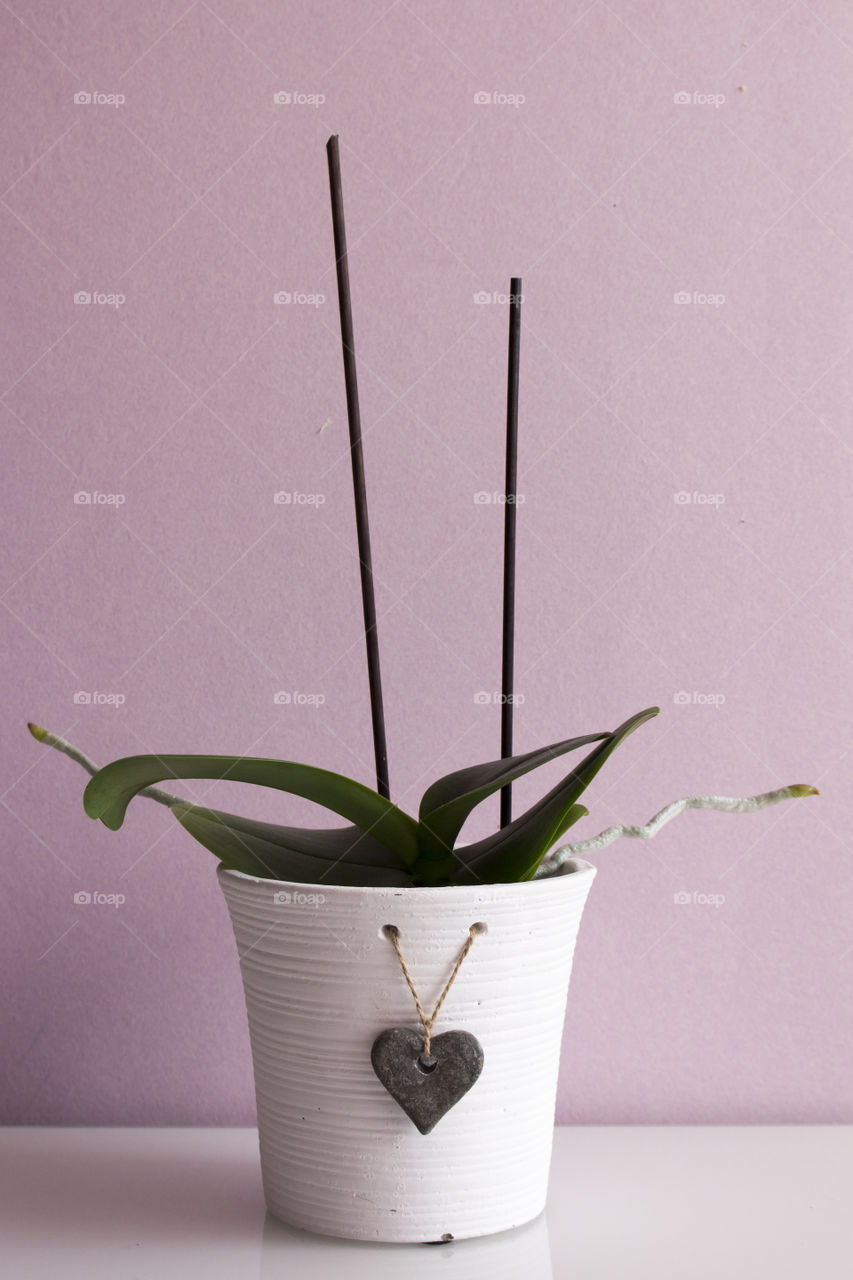 Close-up of plant growing in ceramic pot