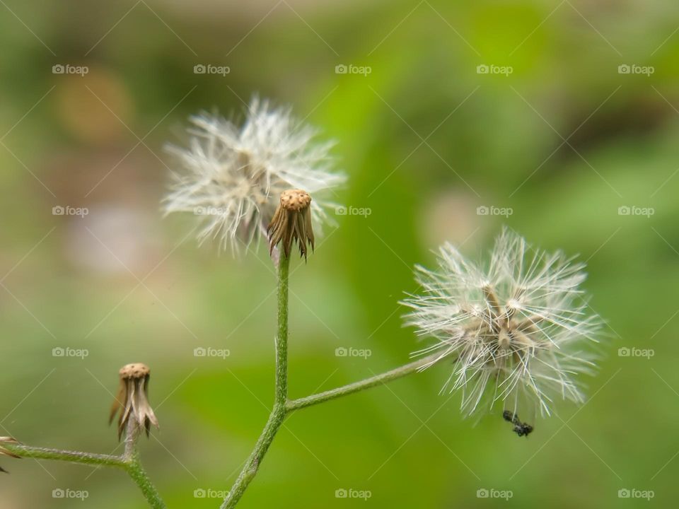 Wild grass plants.