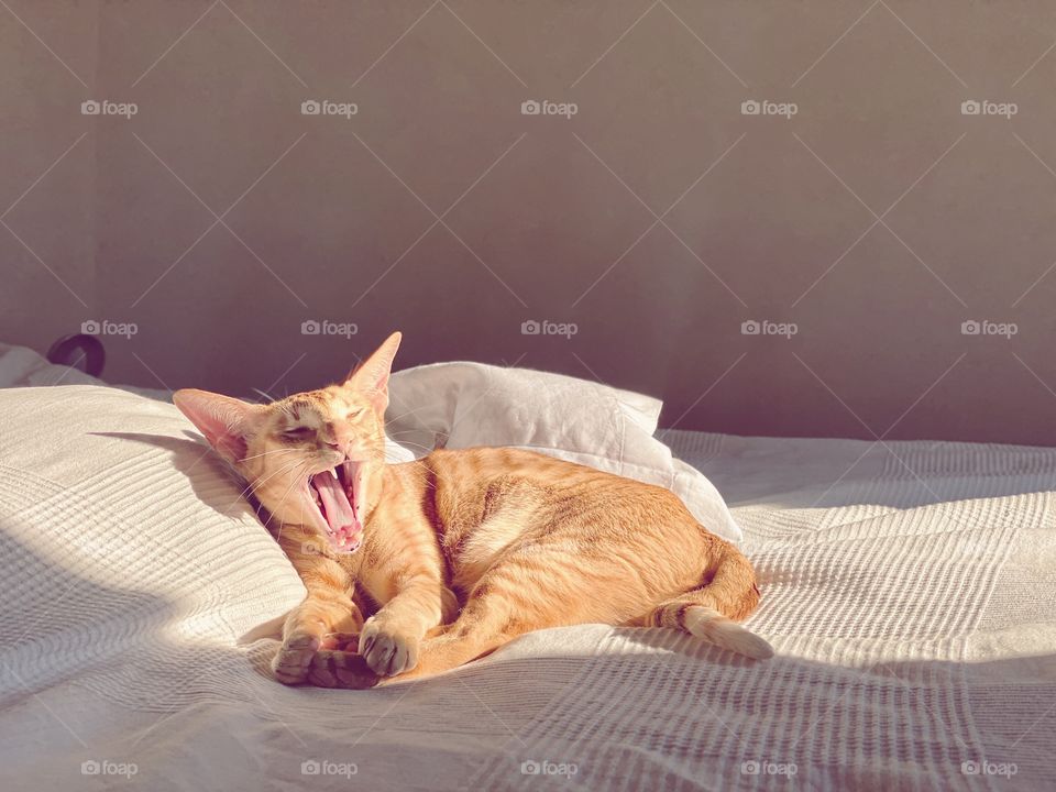 Yawning cat is lying on the bed