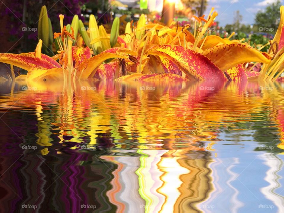 Golden Waterlilies 