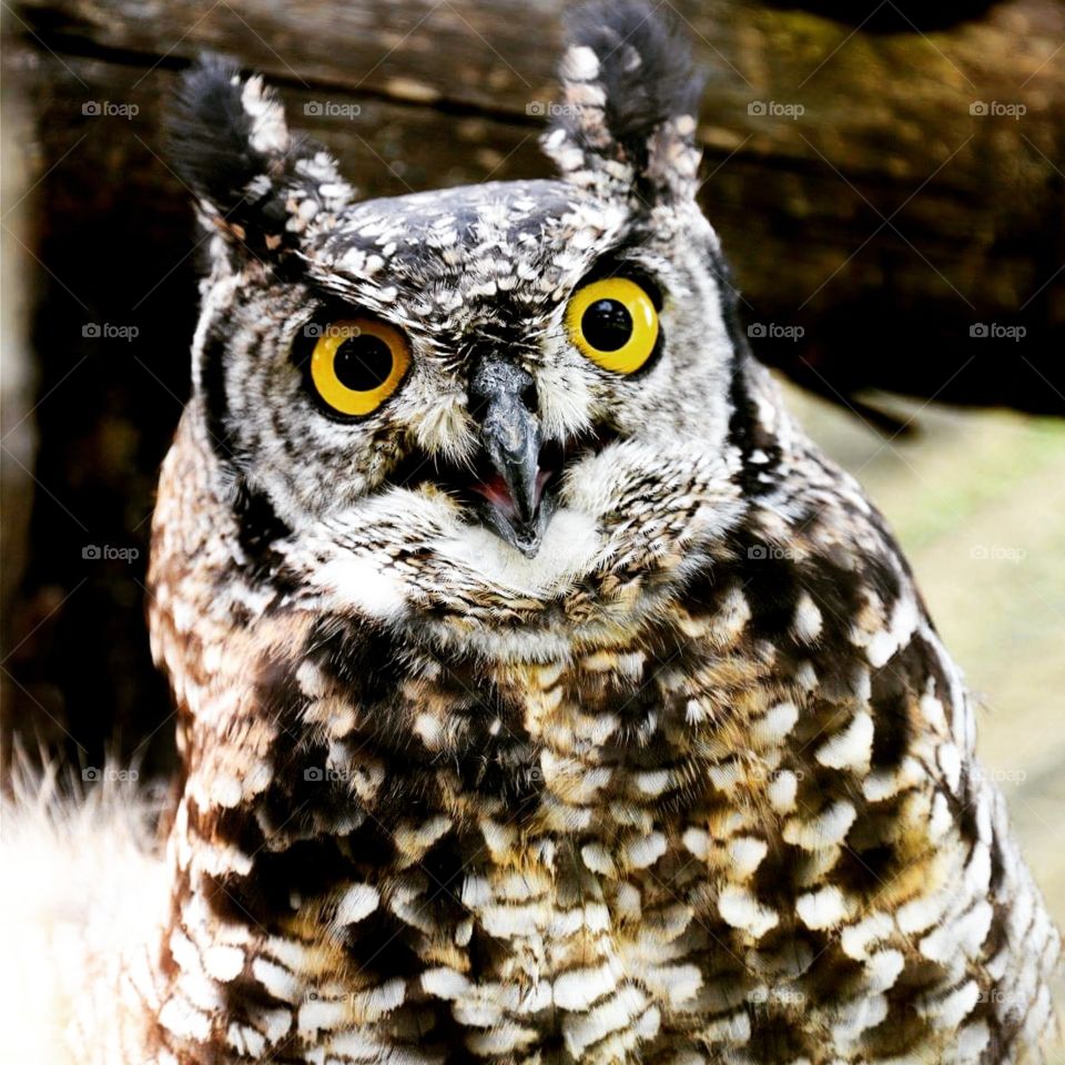 Owl, surprised owl