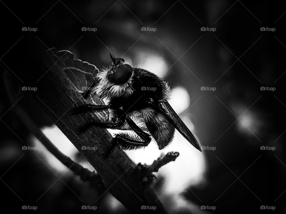 Black and white macro of a bee killer known as Mallophora.