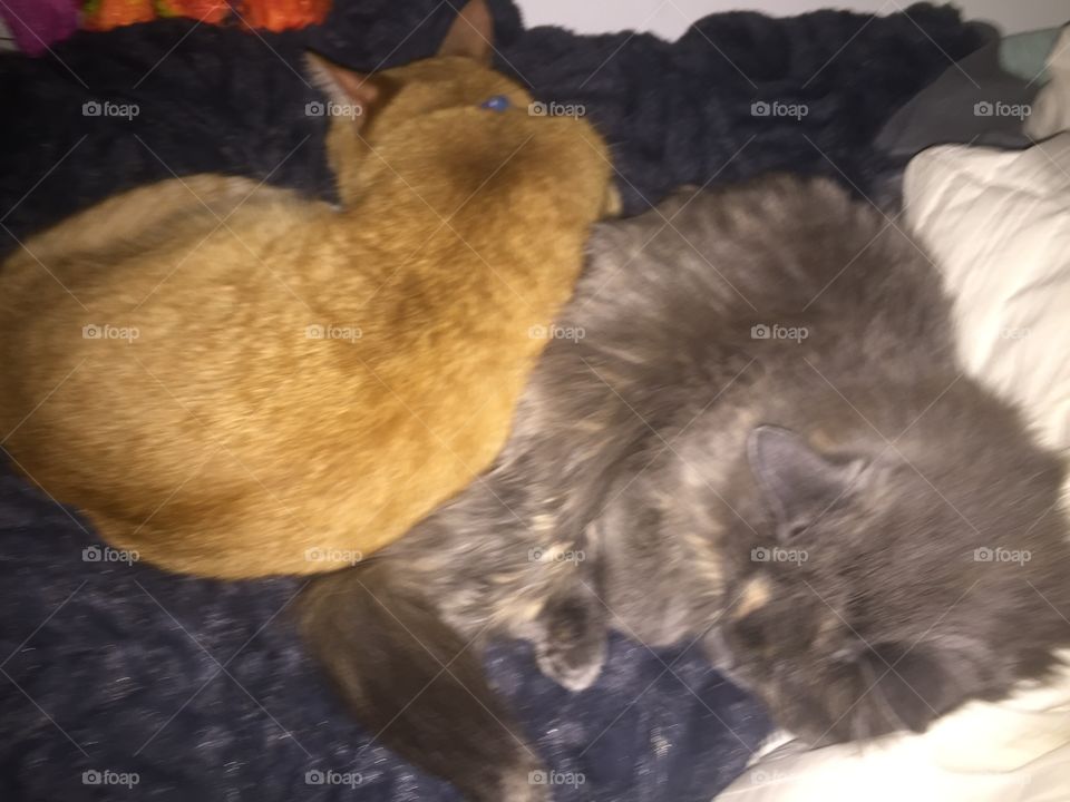 No Person, Mammal, Cat, One, Two