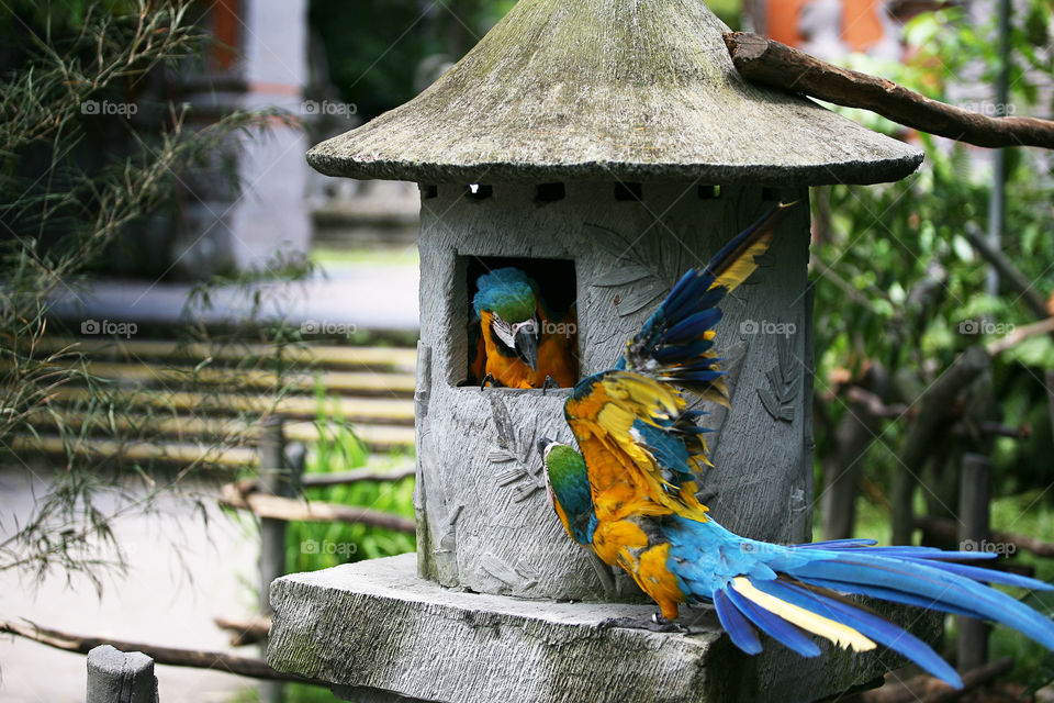 The two yellow-blue colorful parrot fighting 